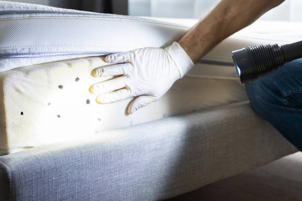 Best Ant Control Services  in Bedford, VA